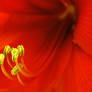 Amaryllis Stamen