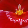 Red Orchid