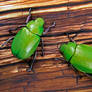 Beyer's Scarab Beetles