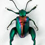 Frog Legged Leaf Beetle