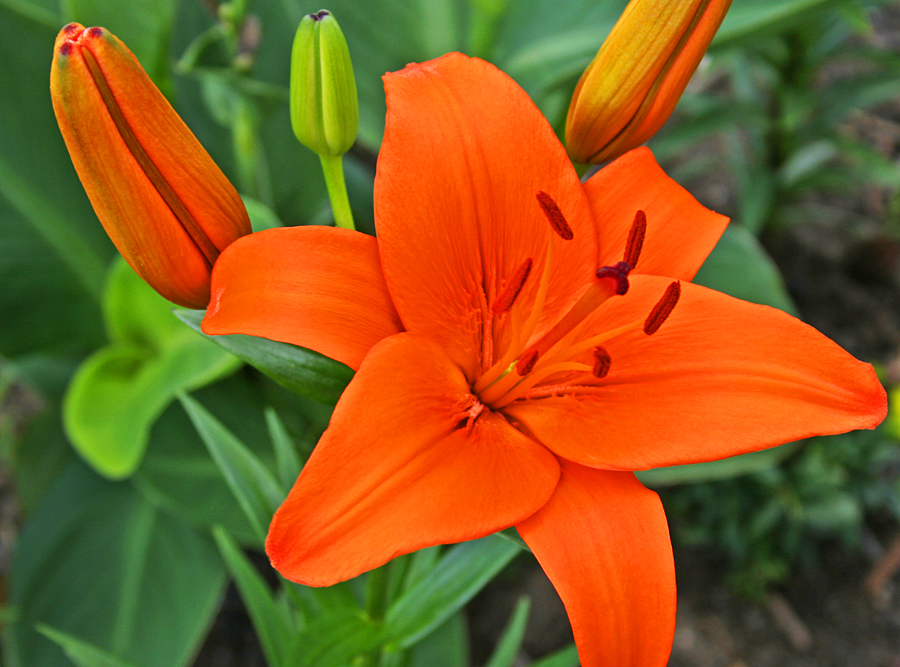 Orange Lily