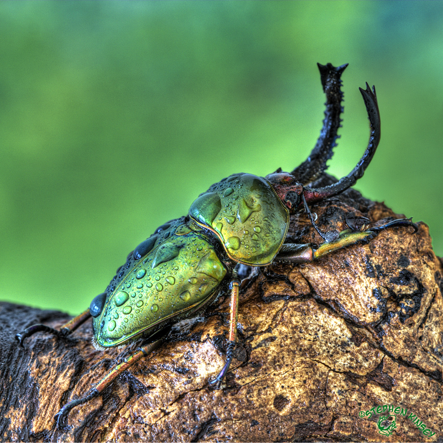 Wet Beetle