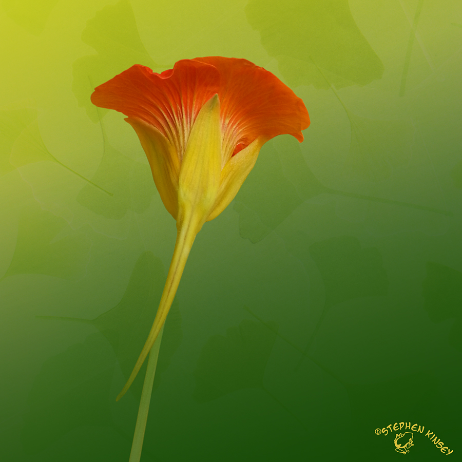 Fan Flower Python Fan-Shaped Flower by FauxHead on DeviantArt