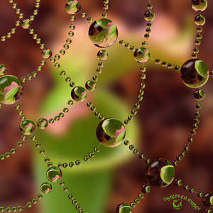 Pitcher Plant Web Drops by FauxHead