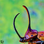Horny Beetle