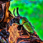 HDR Beetle by FauxHead