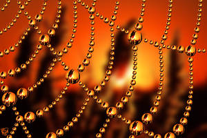 Web of Gold