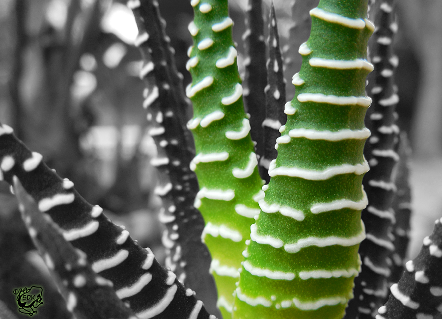 Zebra Plant Colorsplash