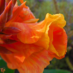 Peachy Iris