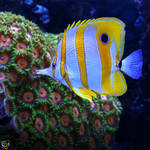 Butterflyfish by FauxHead