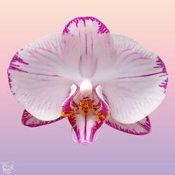 Orchid Portrait