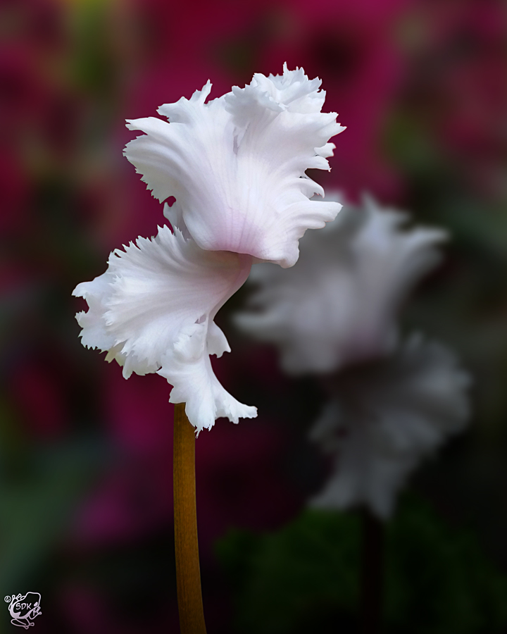 White Iris