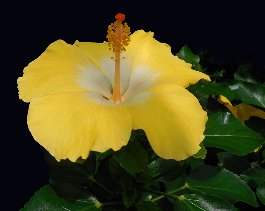 Soft Yellow Hibiscus