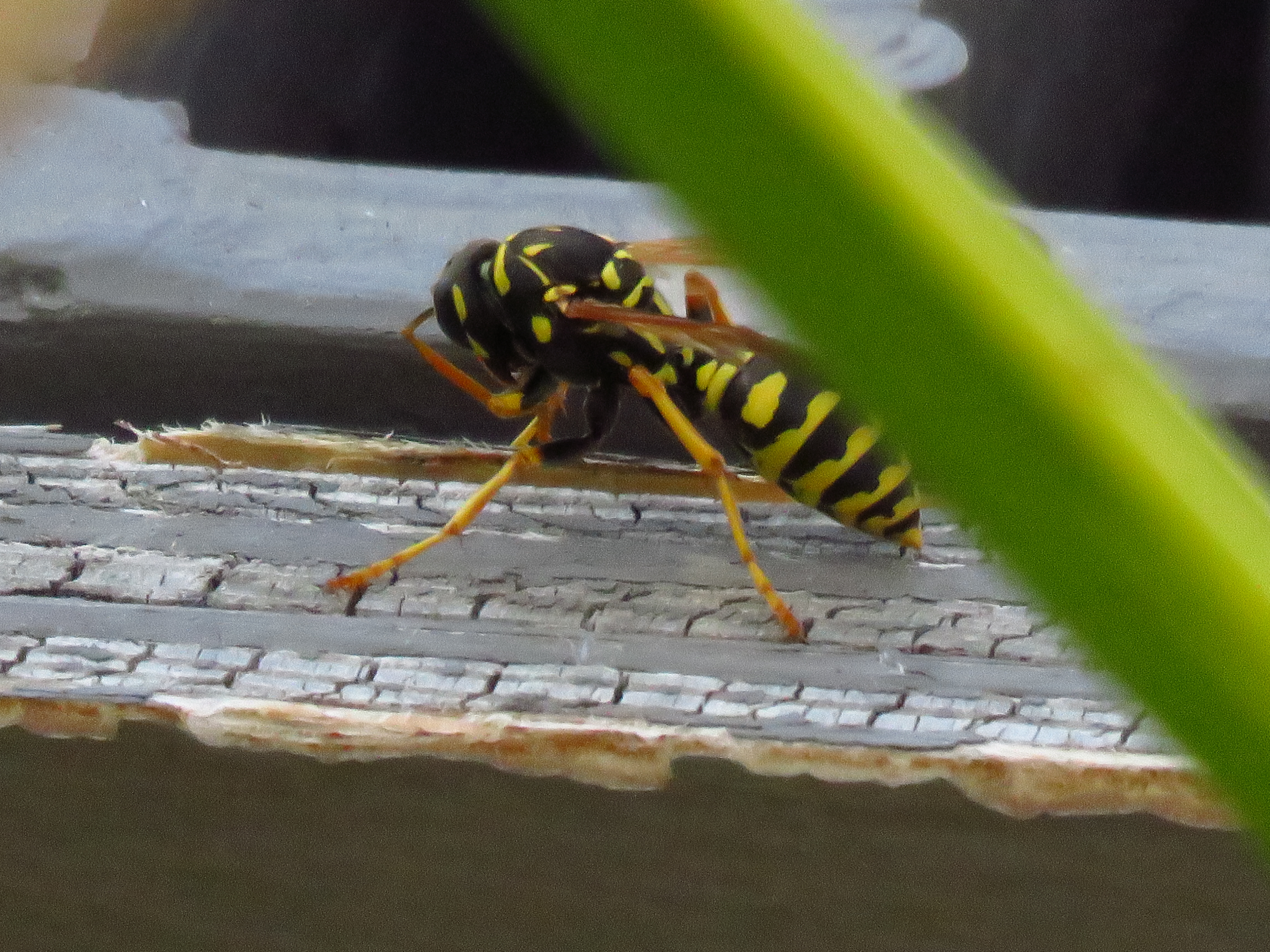 Wasp