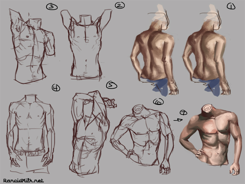 Male Torso Studies I