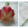 Tulip3
