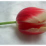 Tulip4