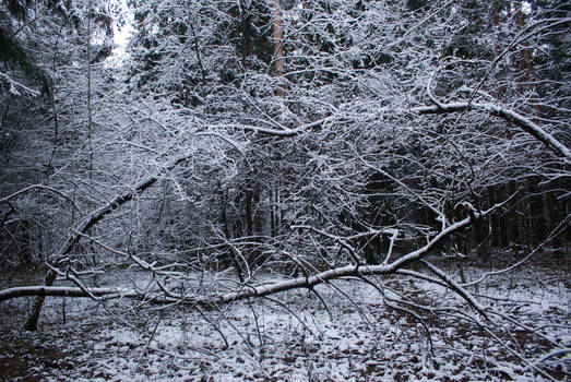 Snow wood 3