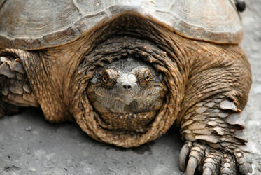 Snapping Turtle 01