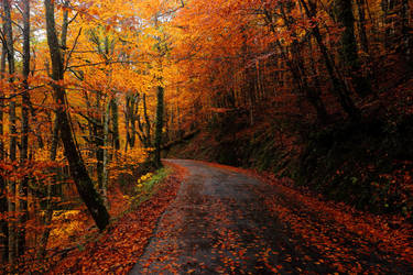 Autumn path to leaf enlightenment