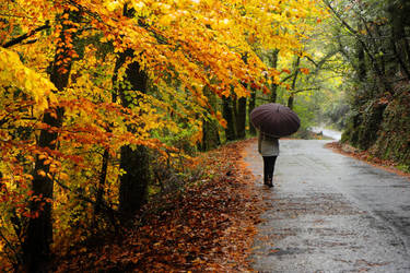 Warm coloured Autumn road