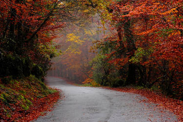 Misty Autumn road