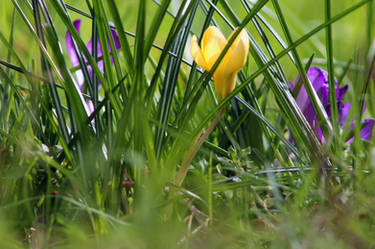 Crocus 2