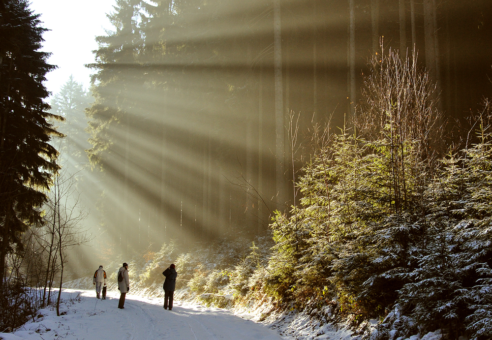 Wood light III