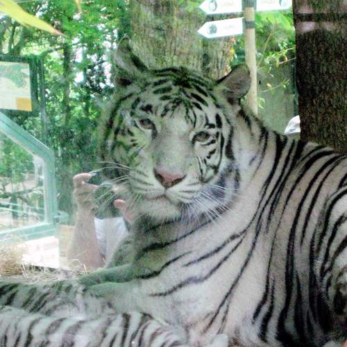 White tigress