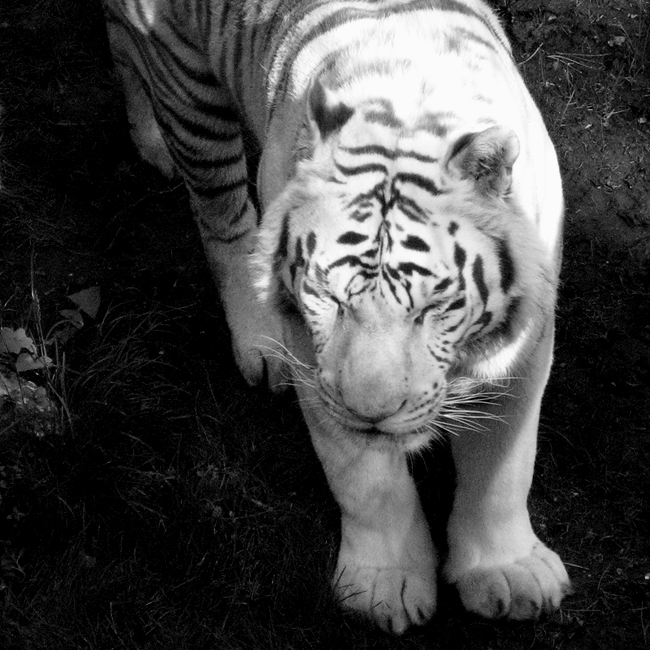 White Tiger