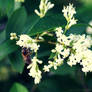 Gathering pollen