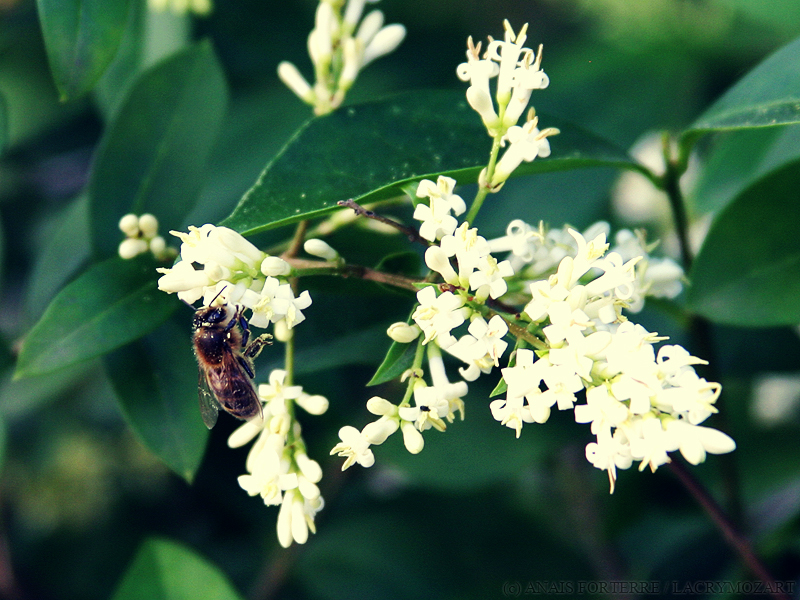 Gathering pollen