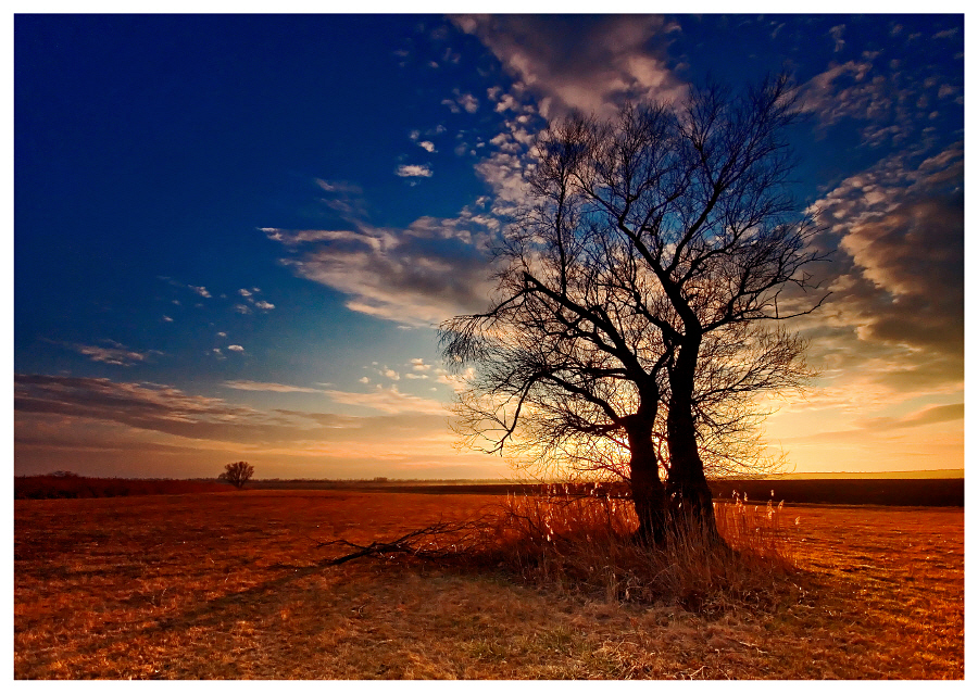 the sunset tree