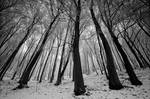 deep in the woods by arbebuk