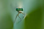 my little green world II. by arbebuk