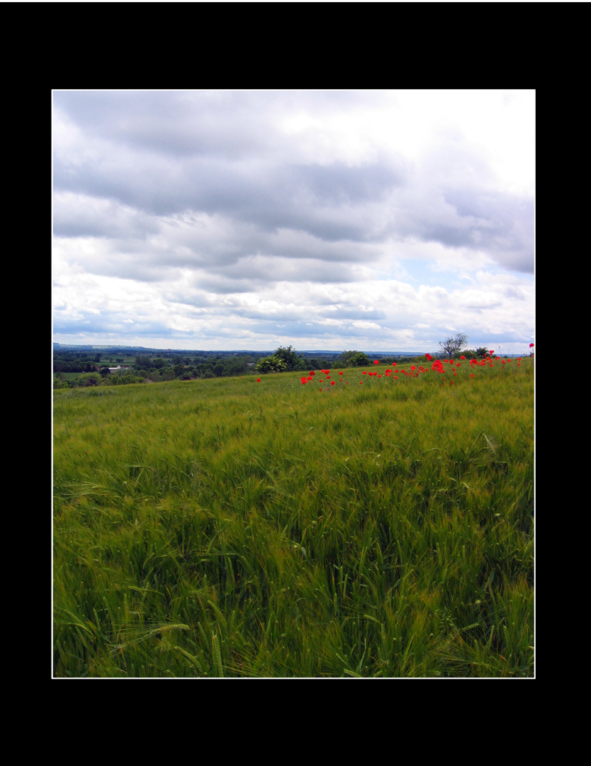 Fields of Poppies...