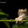 Masked Tree Frog.