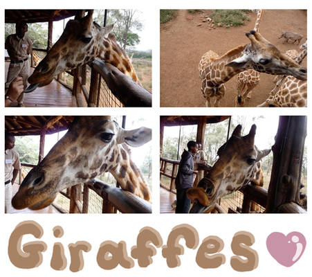 Giraffes C: