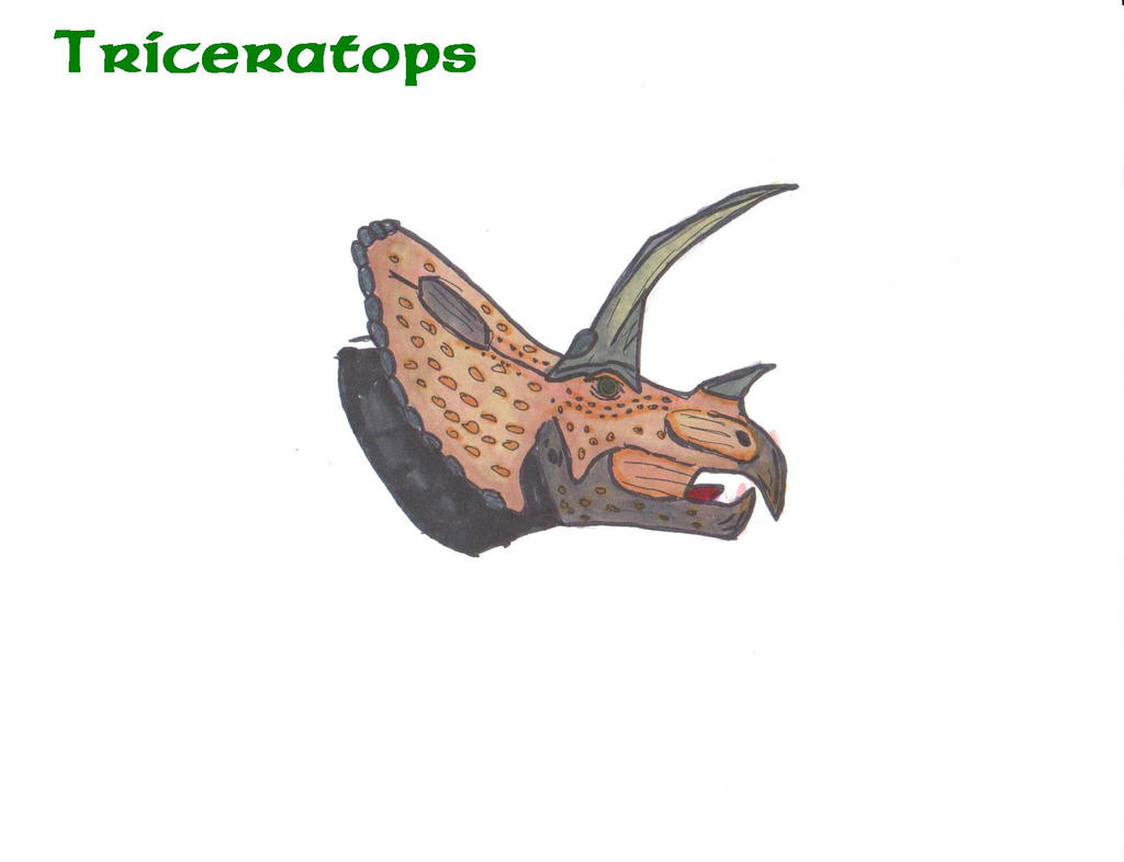 Triceratops Head Bust