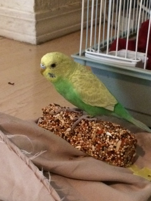 Birb named Pepita