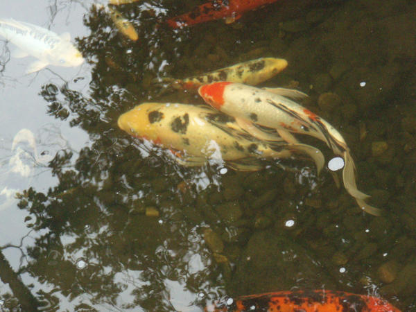 Koi