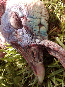 Dead Turkey.