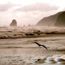 Haystack Rock and Seagull