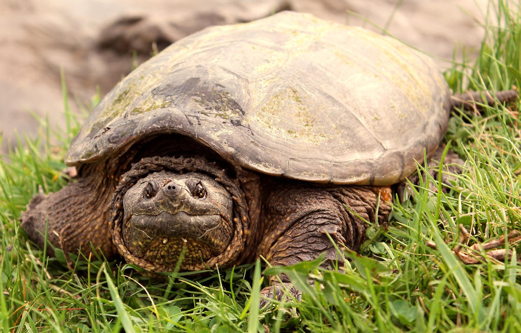 Grumpy Turtle 2 by petrosoap on DeviantArt