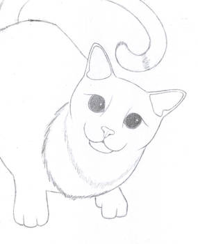 Simple Cat :3