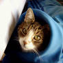 cat in the jacket