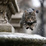 Jumpin Above Kitties