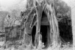 Strangled Temple at Angkor, Cambodia by vanfoto