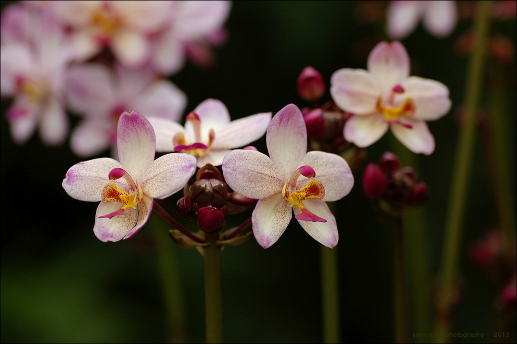 Longwood Gardens - East Conservatory