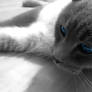 Blue Eyes White Kitty